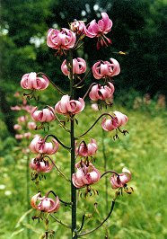 Chrnn Lilie zlatohlav, Lilium martagon, foto: RNDr. Alena Vydrov