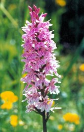 Prstnatec Fuchsv, Dactylorhiza fuchsii, foto: RNDr. Alena Vydrov
