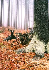 Nrodn park a chrnn krajinn oblast umava, mlhav podzimn den