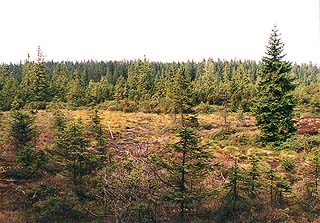 Nrodn park a chrnn krajinn oblast umava, raelinit, foto: Lubor Mrzek