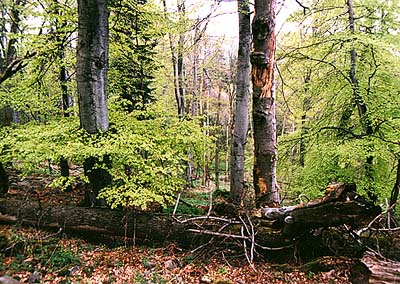 Chr�n�n� krajinn� oblast Blansk� les, Jaron�nsk� bu�ina