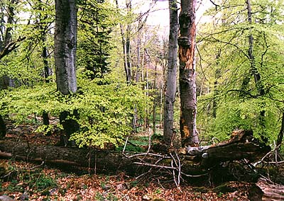 Chrnn krajinn oblast Blansk les, Jaronnsk buina
