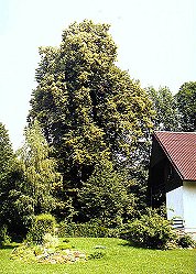 Pamtn lpa srdit v osad Zahrdka, foto: Lubor Mrzek