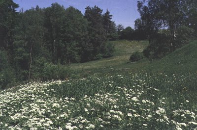 Typick eskokrumlovsk krajina v lt, foto Vclav Dolansk