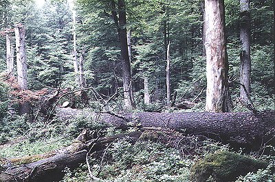 Novohradsk� hory, NPR �of�nsk� prales, foto V�clav Dolansk�