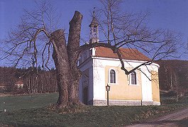 Lpa v Jaronn po zsahu bleskem, foto Vclav Dolansk