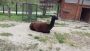 ZOO Hluboká nad Vltavou