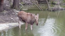 ZOO Hluboká nad Vltavou