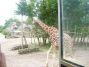 Chessington