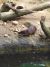 zoo Hluboká 7. ABC