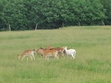 SAFARI PARK Hluboká u Borovan