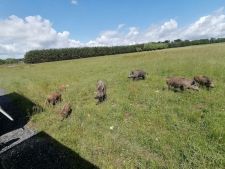 SAFARI PARK Hluboká u Borovan