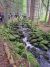der Nationalpark Bayerischer Wald