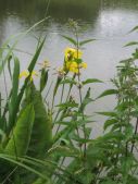 Kosatec žlutý-krásný doplněk rybníka